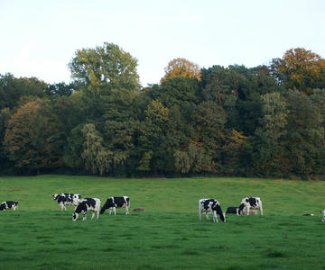 Cow pasture near the forest